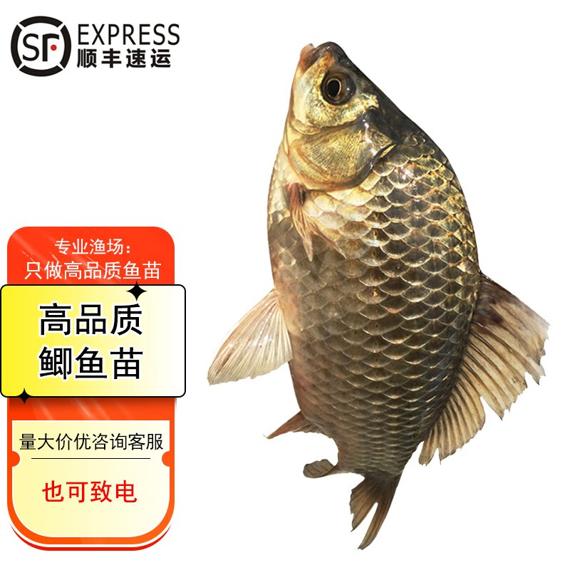 【顺丰速运】鲫鱼鱼苗 湘云鲫活鱼大小鲫鱼苗淡水鱼苗批发 黄金鲫鱼 中科3号5号鲫鱼活体鱼苗 2-4厘米鲫鱼苗500条高性价比高么？