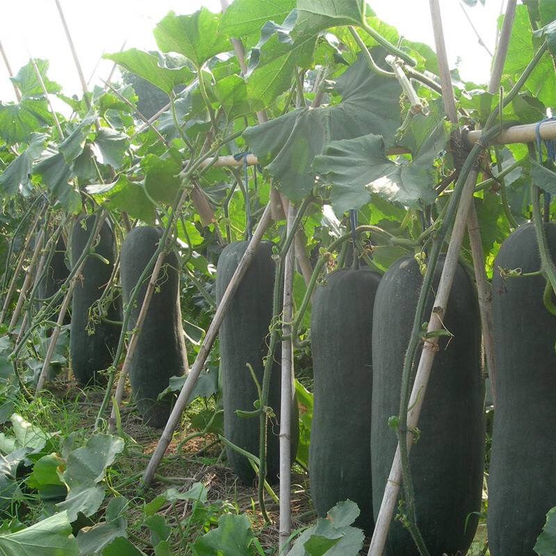 ������ �������� �ڹ����� �߲�����  ͥԺ�ֲ����� ���� �ڵ��ͺ�Ƥ�󶬹�����ԭװ5g