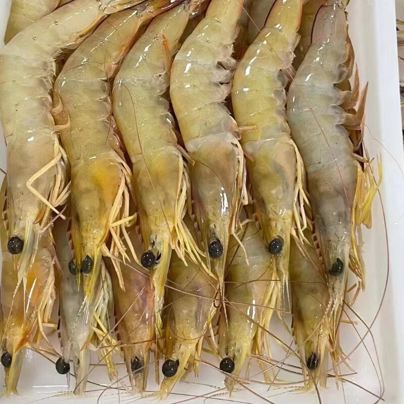 海路易特大明虾新鲜 深海捕捞大虾九节虾白虾花虾 新鲜冷冻海虾海产