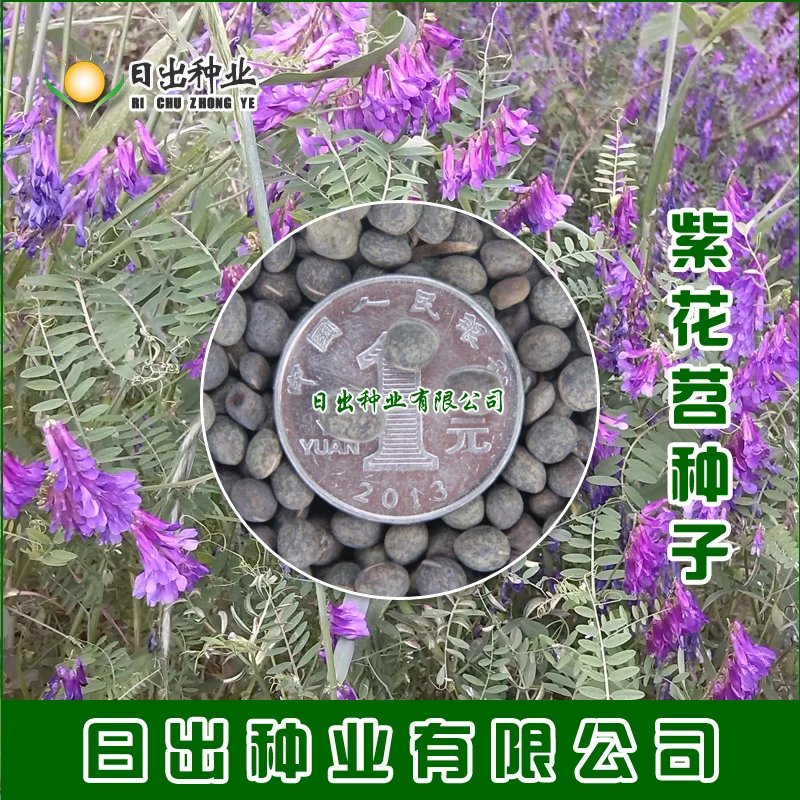 毛苕子 野豌豆牛羊猪马驴兔牧草养蜂蜜 特级紫花苕1斤