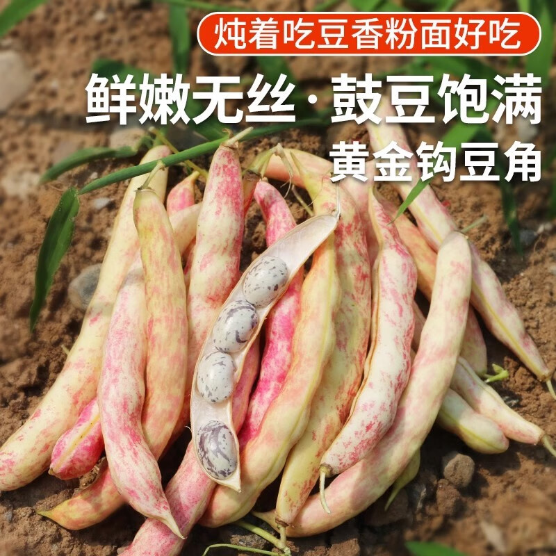 密農(nóng)人家現(xiàn)摘黃金鉤豆角 農(nóng)家豆角 豆粒飽滿鮮嫩無絲 東北黃金勾豆角500g