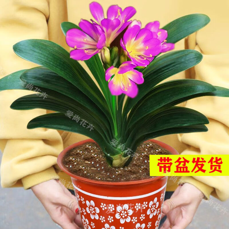 彩兰君子兰短宽叶小苗高端室内鲜花盆栽大盆景四季家用 紫红7-10片叶
