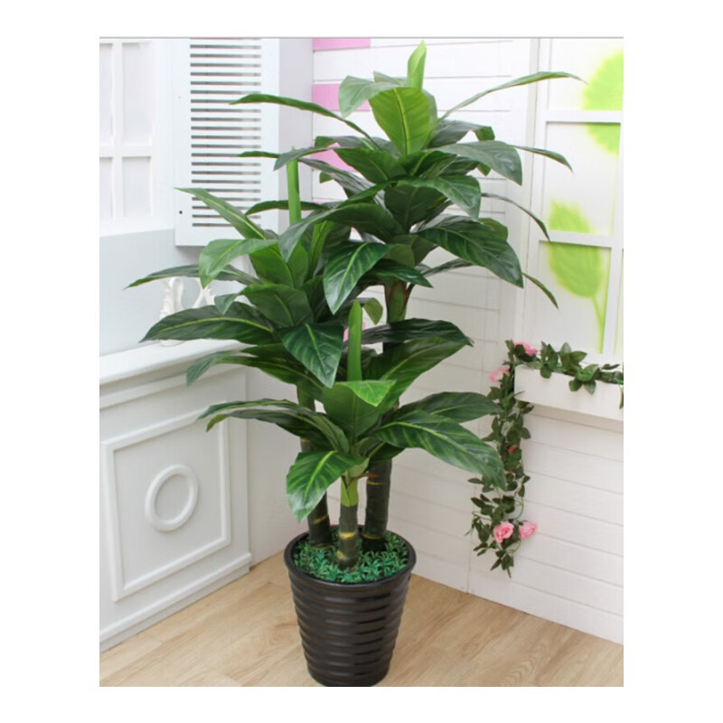 6米三竿状元树 含盆含小草