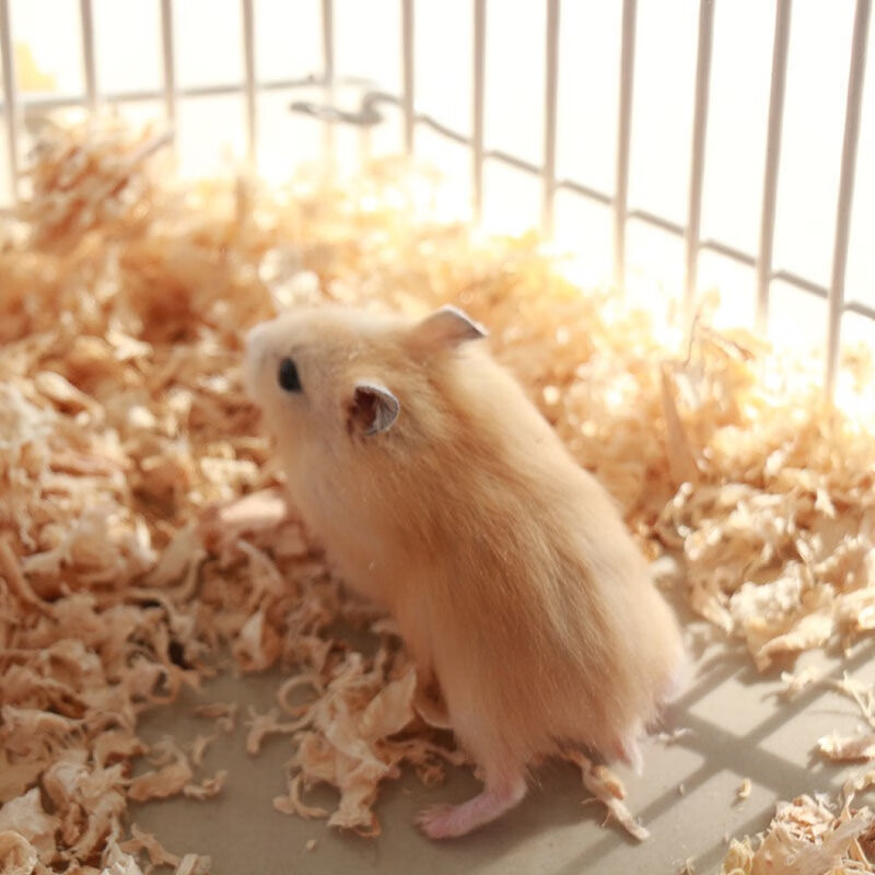 名加利小仓鼠活体宠物长毛金丝熊活物仓鼠 布丁 1只