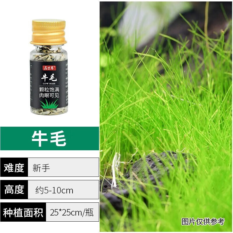 宝贝故事(baby story)水草种子迷你对叶牛毛鱼缸水草植物活体造景淡水