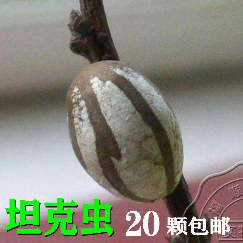 飞益森杨拉罐活洋辣子蛋蜜袋鼯零食20颗松鼠刺猬仓鼠坦克虫 20个(小颗