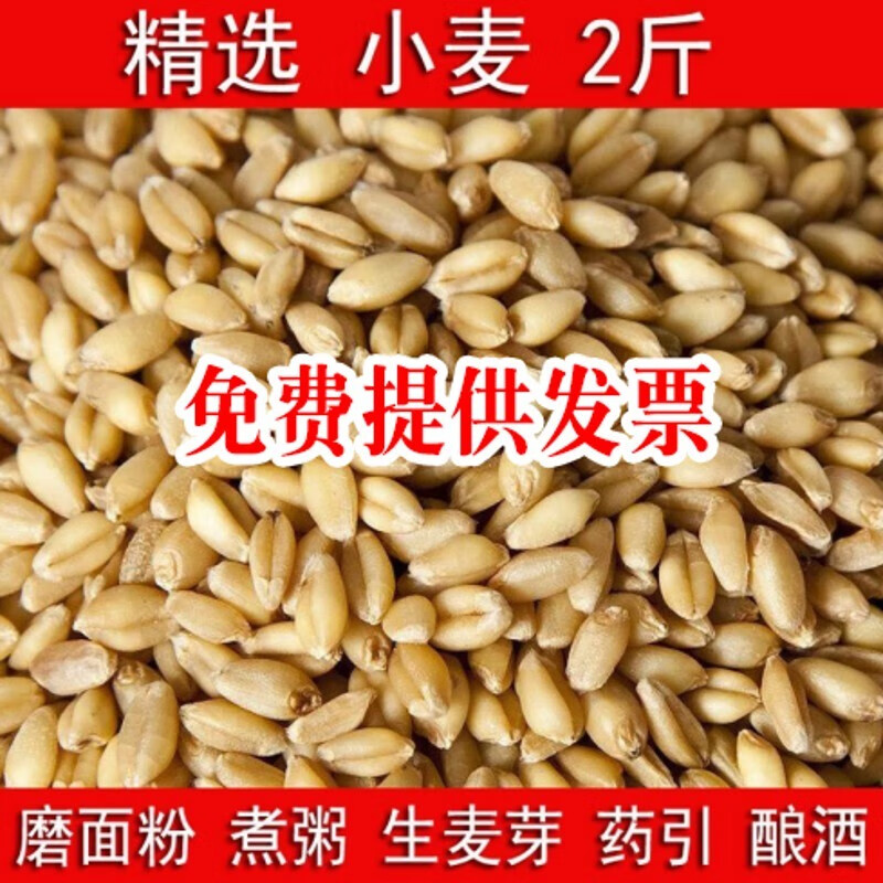 健掌品客新小麦种子带皮小麦粒1发芽做麦芽糖麦子小麦草2斤小麦苗种子 小麦种子500克