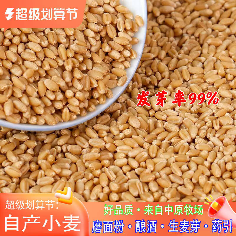 泉河西施新小麦粒带皮干小麦子磨面粉发苗食用小麦草发芽榨汁麦芽糖麦