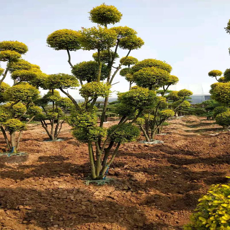 桌面有花花园花镜植物亮晶女贞棒棒糖川滇蜡树小叶亮金女贞造型树多头