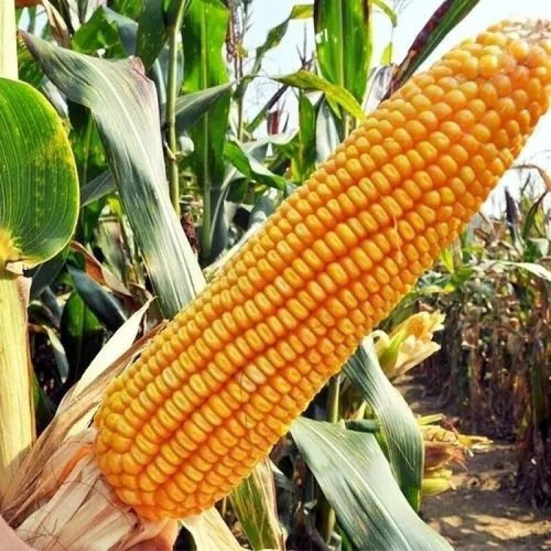 细辛三联瑞普909玉米种子大全国审高产玉米种红轴大棒紫杆双胞胎 大棒