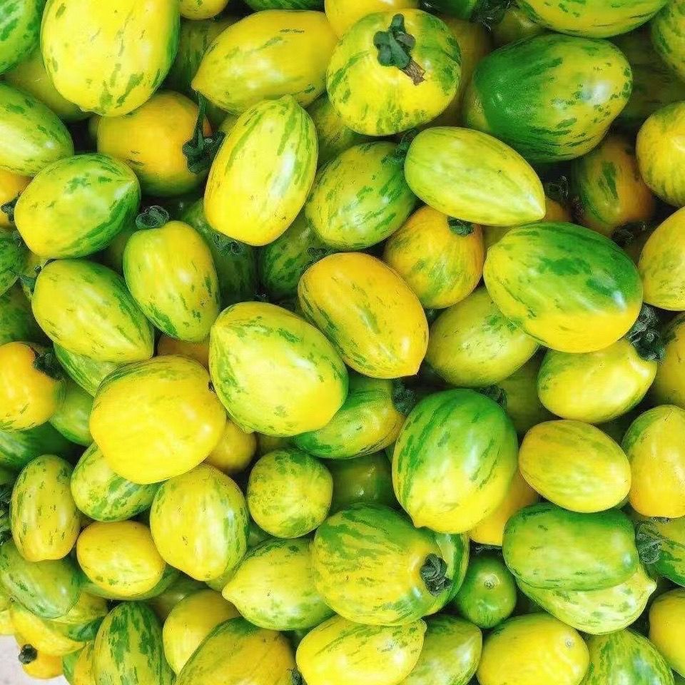 东北黄柿子农家自种柿子纯绿色小番茄皮球柿子新鲜水果蔬菜 黄柿子