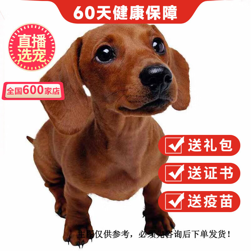 优宠奇派纯种宠物狗狗腊肠犬幼犬幼崽活体 宠物级 公