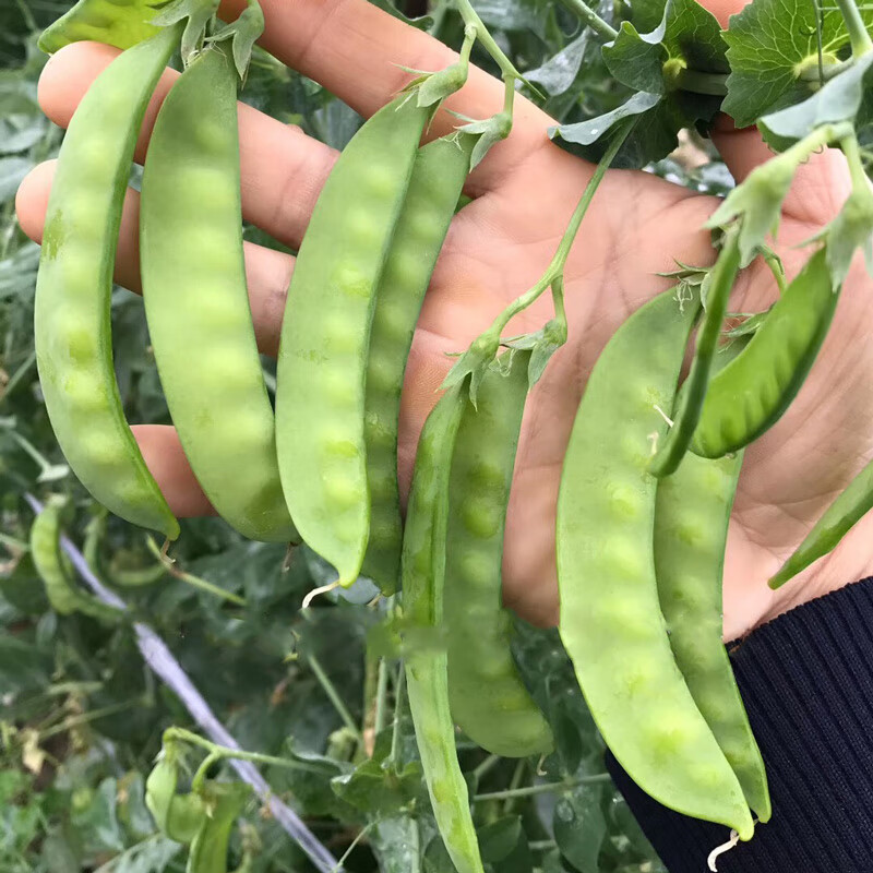 波思菊双荚荷兰豆种子菜豆种青豆软荚豌豆种籽春秋四季播豌豆苗蔬菜