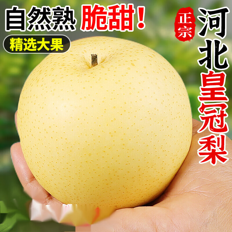 瑞口福河北皇冠梨新鲜梨子 新鲜当季整箱水果砀山脆梨鸭梨雪梨黄皮梨