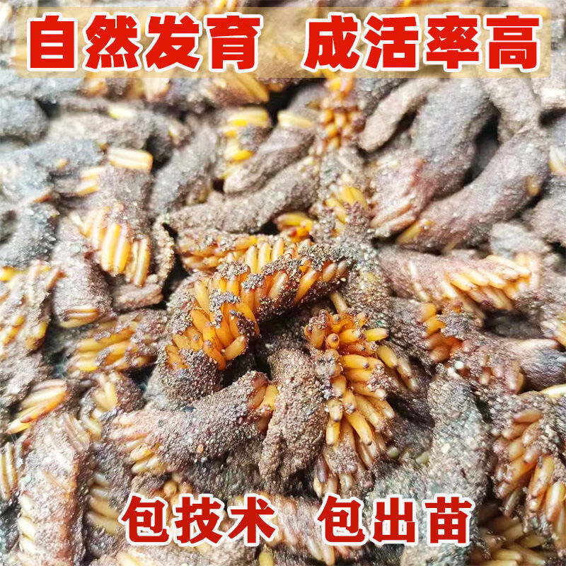 蚂蚱卵蝗虫供养殖技术鲜活蚂蚱籽蝗虫苗鲜活包活膨化卵蚂蚱种苗卵 孵