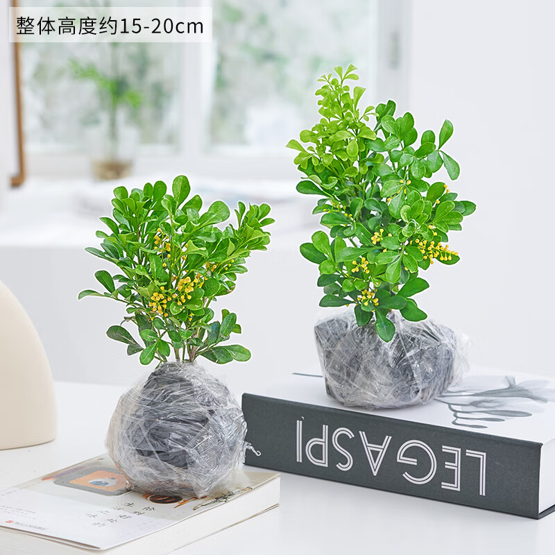 叹为观止【带花苞发货】米兰盆栽花盆栽花卉绿植办公室室内浓香四季开花 香水米兰小苗两棵(不含盆) 带盆栽好 京东折扣/优惠券