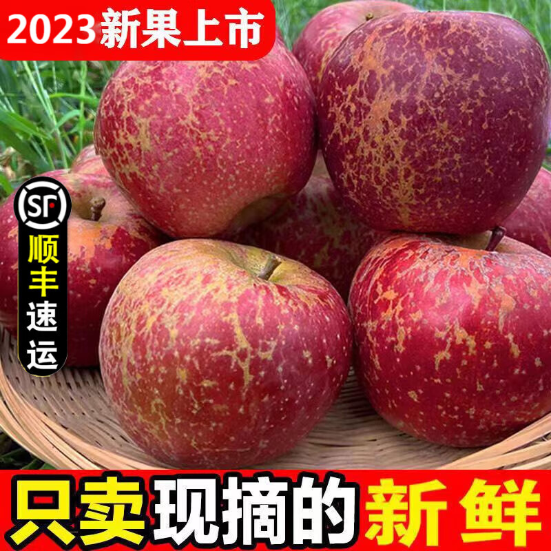 骄瑰 云南昭通冰糖心丑苹果原产地脆甜水果新鲜绍邵通平果顺丰速递 5斤 精品5斤 发中通高性价比高么？
