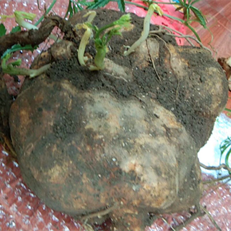 贵州特产雪胆500g苦金盆 新鲜中草药材曲莲罗锅底蛇莲金龟莲 500g