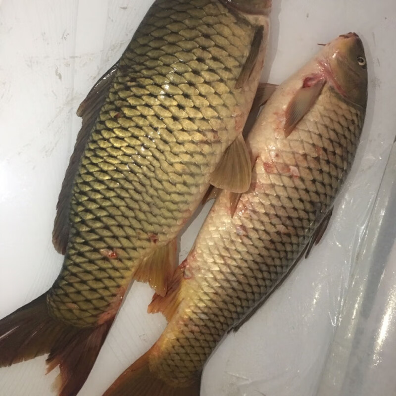 lism黑龙江冬捕大鲤鱼6-15斤 纯江冷水大鲤鱼 松花江大鲤鱼 6-7斤顺丰