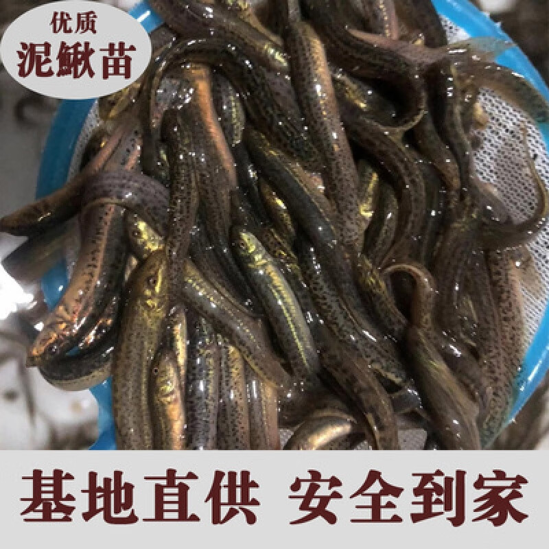 泥鳅苗小泥鳅本地活体新鲜幼苗圆鳅苗活筏钓鱼体放生养殖苗免运 可补