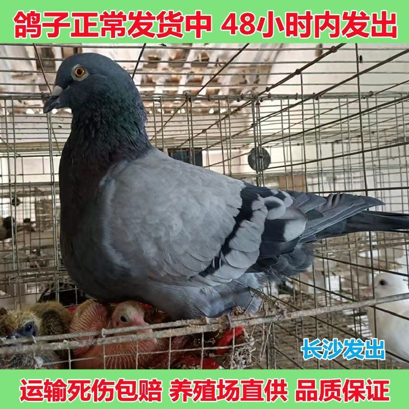 仟芸鸽子活物一对青年下蛋种鸽土鸽子落地王银王白羽瓦灰鸽厂直供