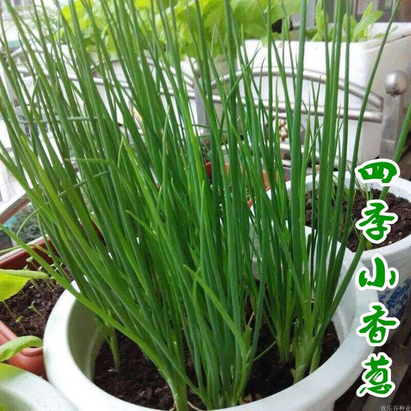 四季小香葱蔬菜种子庭院阳台家庭种植盆栽大全播易种蔬果种籽 四季小