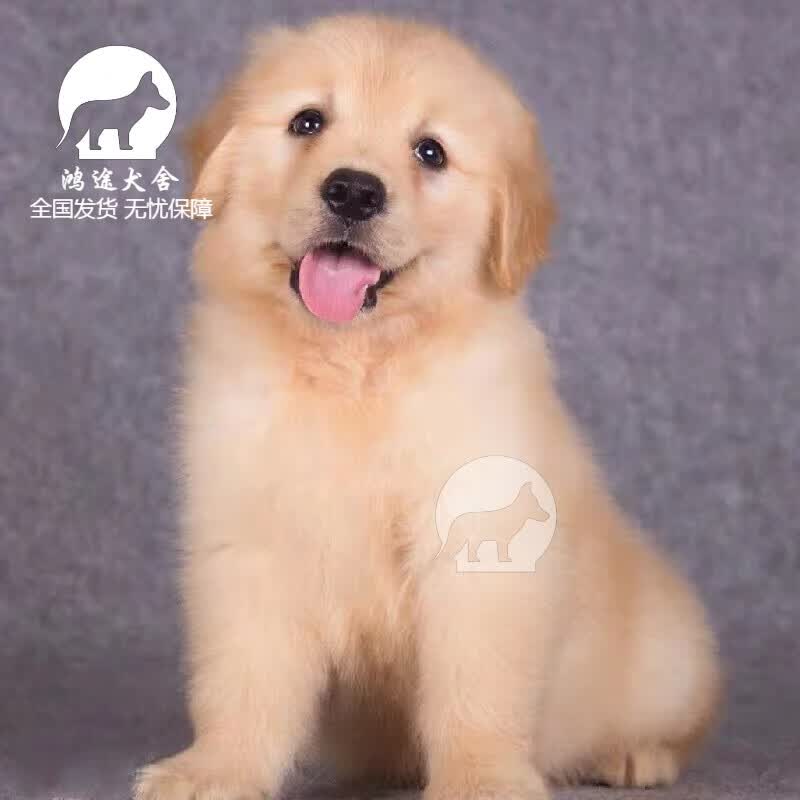 金毛幼犬宠物狗纯种狗狗活体幼崽大型犬寻回犬小狗崽活物宠物级s级 虎窝购 金毛幼犬宠物狗纯种狗狗活体幼崽大型犬寻回犬小狗崽活物宠物级s级 虎窝购