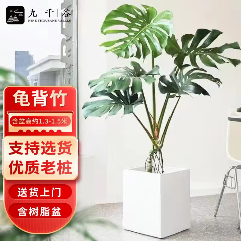 九千谷龟背竹大型绿植盆栽花卉室内阳台大盆景 1.3-1.5米白色正方盆9898怎么样,好用不?