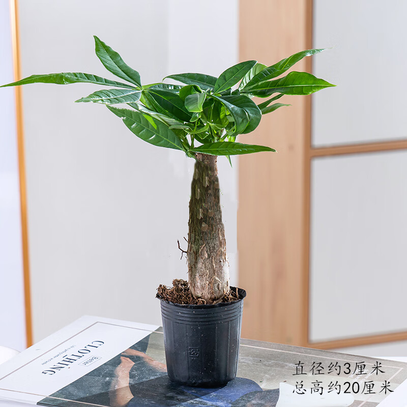 晗畅发财树五辫发财树植物辫子发财树绿植办公室内桌面盆栽四季常青易