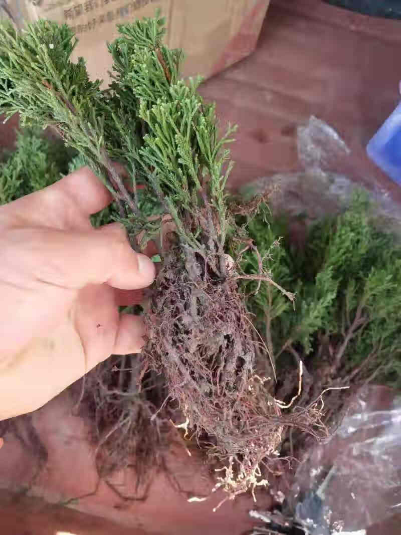 济州真柏盆景树桩新西兰珍珠柏系鱼川小品黄金真柏盆景盆栽绿植苗 1年