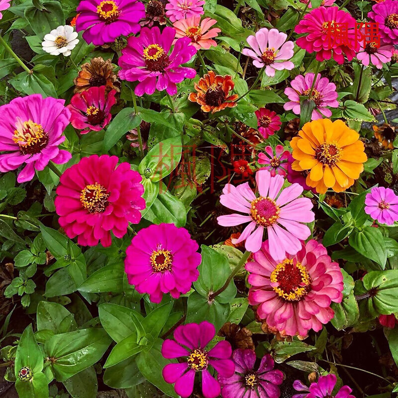 楓隅百日草重瓣花籽种子花苗花园矮杆花种盆栽混色矮生四季开花种籽