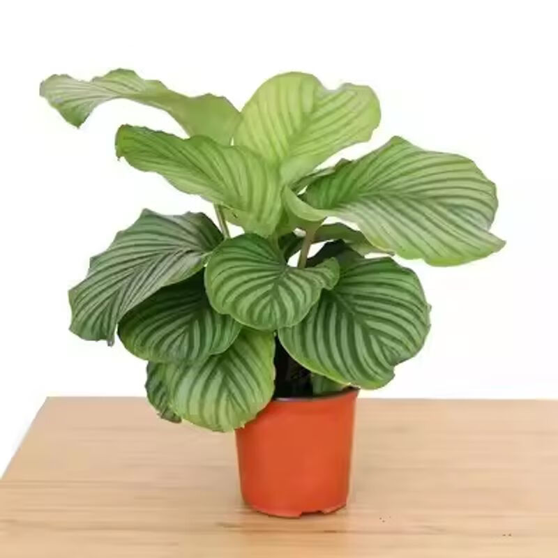 盆栽室内办公绿植水培植物客厅花卉植物花四季耐阴 大盆/青苹果/育盆