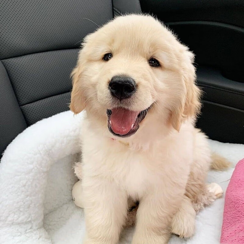 犬家养宠物狗赛级暖男伴侣金毛犬幼崽(包活30天) 单血统英系沙滩金 公