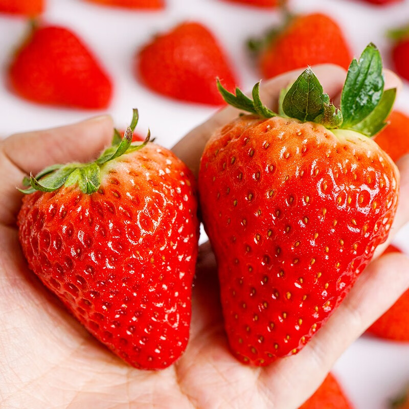 丹东99牛奶草莓新鲜水果应当季红颜奶油大甜草莓农场直发 【3斤精选大果】净重2.8斤