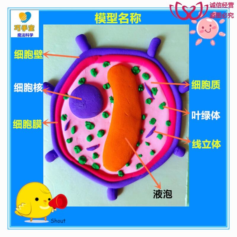 动物植物生物细胞模型手工diy小制作真核器粘土太空泥材料包 基础款