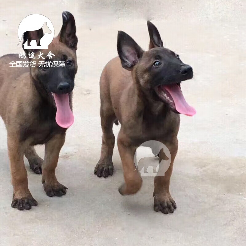 马犬幼犬纯种军犬科目黑红幽灵红马宠物狗狗活体小爆红成年大中型犬
