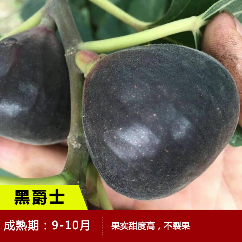 无花果树苗 特大波姬红庭院阳台盆栽地栽果树苗南方北方种植 黑爵士5