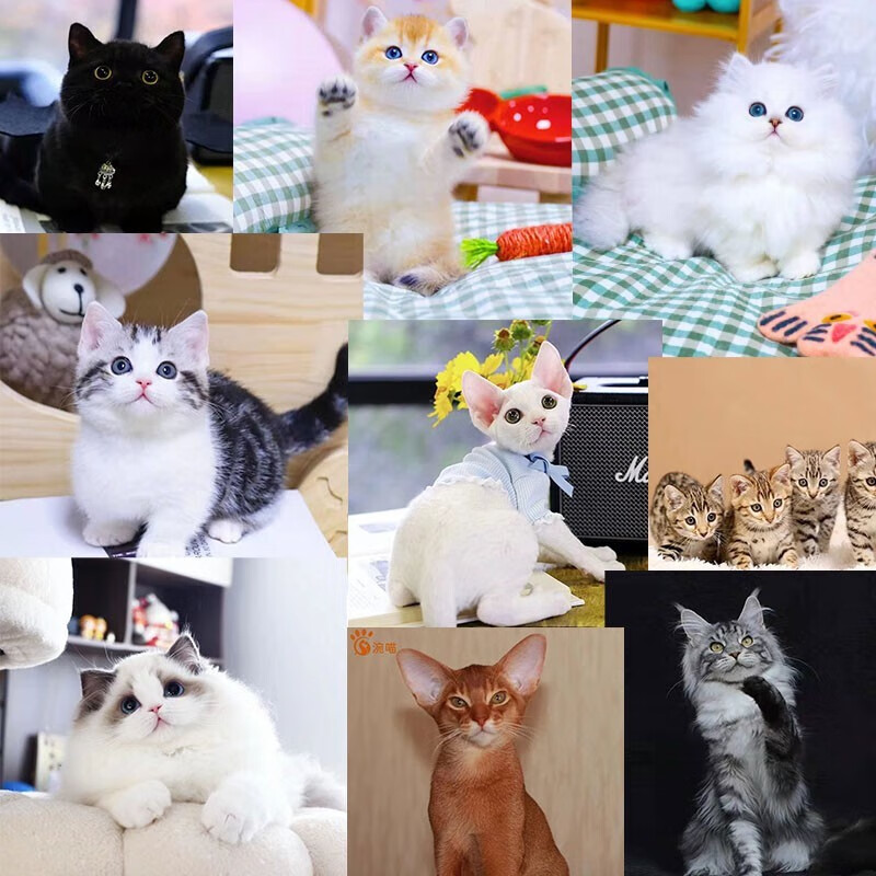 涴喵视频选宠下单）宠物猫咪活体幼猫英短金渐层幼猫宠物猫辅助喂养 宠物编号1086106怎么样,好用不?