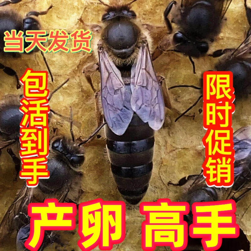 朗透  中蜂王种王产卵王新开产王广西王阿坝土蜂王交尾包活蜜蜂蜂群