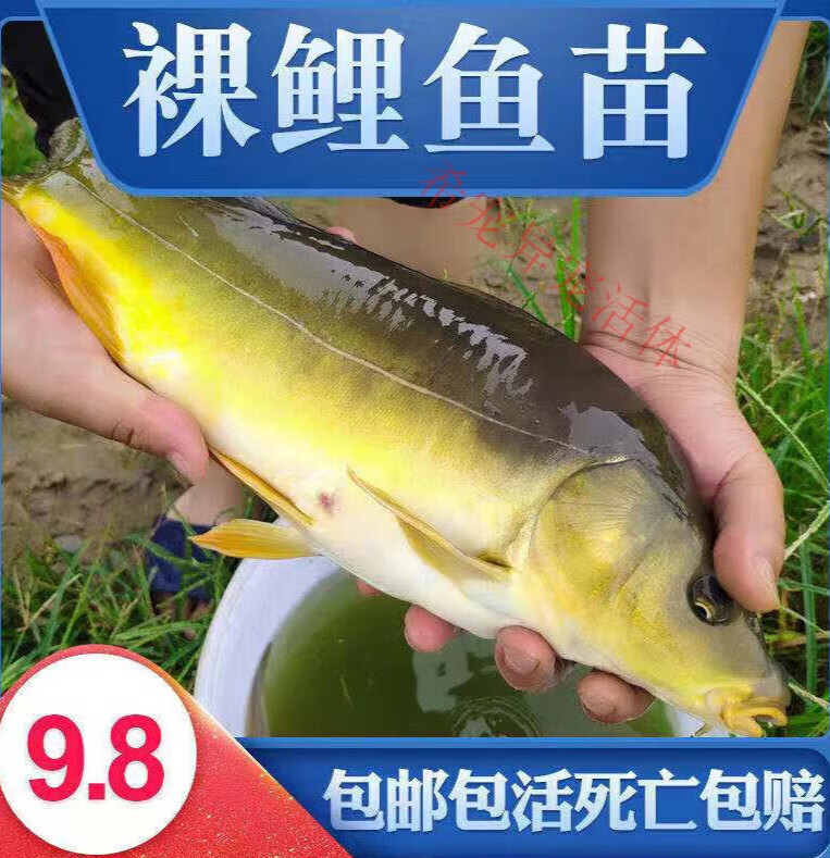 鲤鱼鱼苗无甲无鳞养殖食用淡水鱼好养活冷水活体德国镜鲤大型裸斑