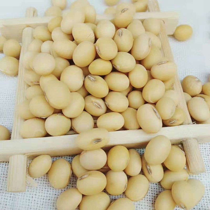 虎钢馋山东笨黄豆老品种新黄豆斤农家自产打豆浆椭圆新鲜大豆