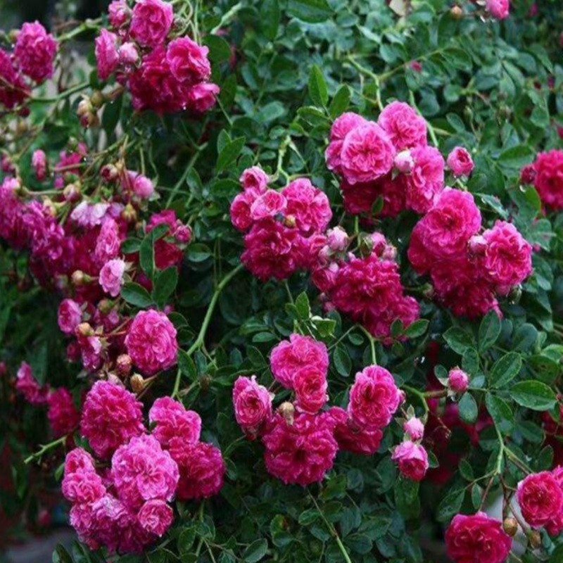 盆栽爬藤植物浓香黄木香白木香红木香花苗蔷薇攀援花卉树苗当年开花