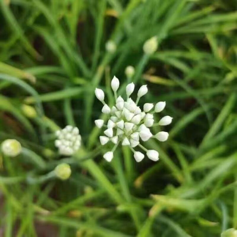 26年头茬韭菜花新鲜蔬菜现摘现发冰鲜到家韭花新鲜韭菜花韭花花菜 2斤