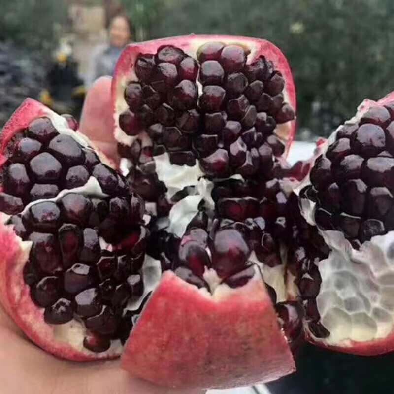 黑石榴树苗新品种突尼斯黑玛瑙软籽石榴苗南方北方种植盆栽地栽果树