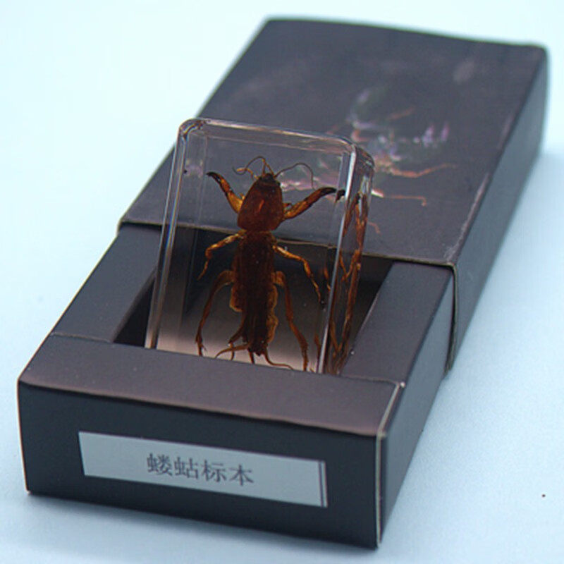 倾阑 昆虫标本 幼儿园教学真实透明昆虫树脂标本生物制作礼物 款式1