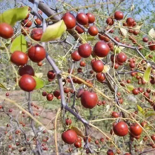 姒桀精选药用酸枣仁树苗酸枣苗野生酸枣树高产山枣苗南北盆栽地栽种植