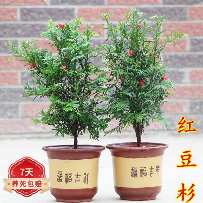 苏艺缘  红豆杉树苗公母红豆杉南方红豆杉树苗盆景名贵树盆景结果