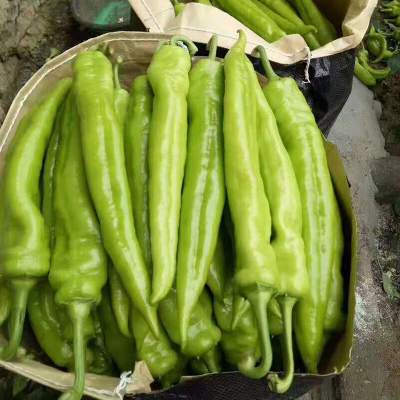 辣椒苗羊角椒线椒螺丝椒芜湖椒青椒薄皮椒皱皮椒苗子杭椒高产 羊角椒
