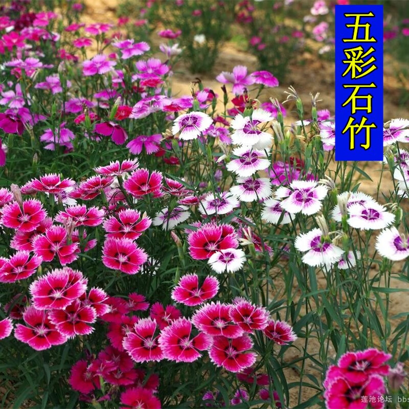 思取五彩石竹花卉种子四季易活耐荫耐寒庭院矮生景观绿化花籽 五彩石