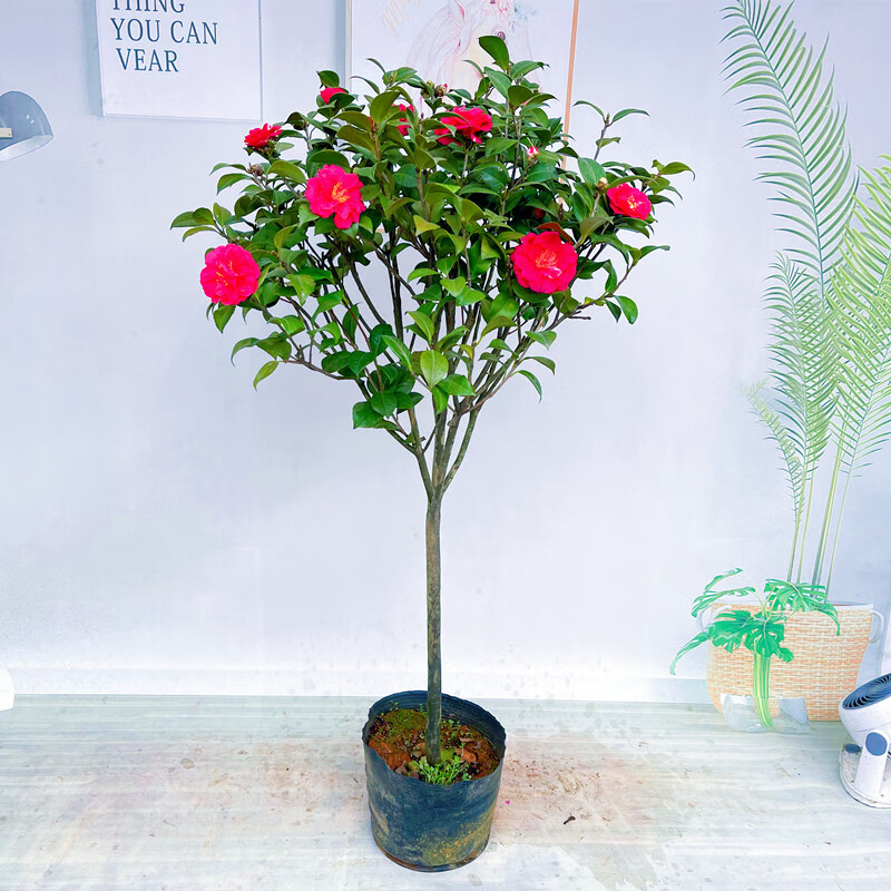 庭院耐寒植物耐冬山茶花盆景大型地栽四季常青盆冬季花卉 耐冬茶花 1